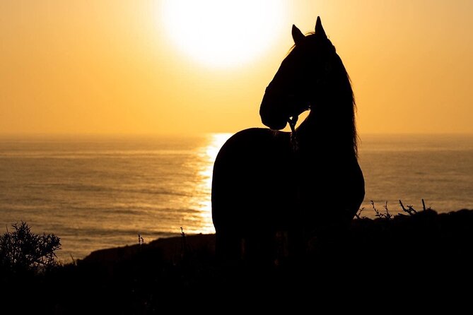 1 hour horse ride on the beach of essaouira - Returning through eucalyptus and mimosa forest