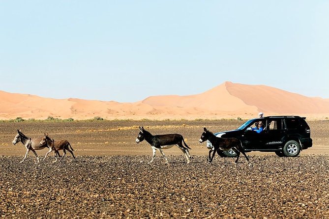 14 Days From Casablanca- Morocco Grand Tour - Fez el-Bali: the most rewarding city walk