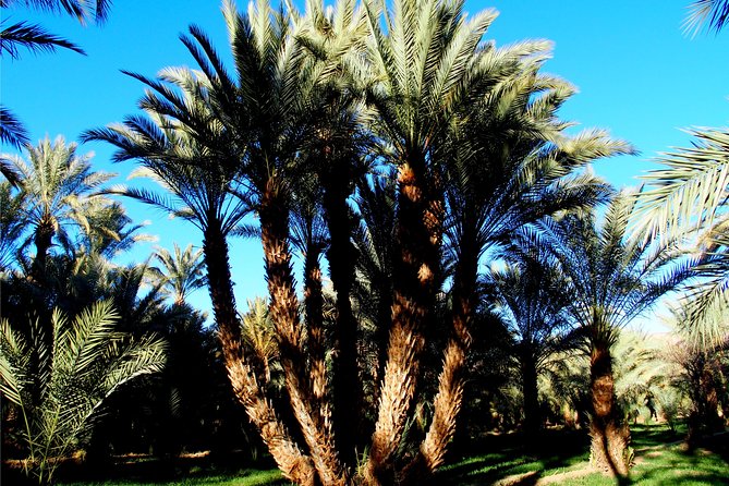2 Days 1 Night To Zagora Desert From Marrakech - Dinner, Music, and a Night in the Tent