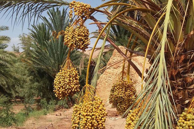 2 Days 1 Night To Zagora Desert From Marrakech - Sunrise and the Return Through Ouarzazate
