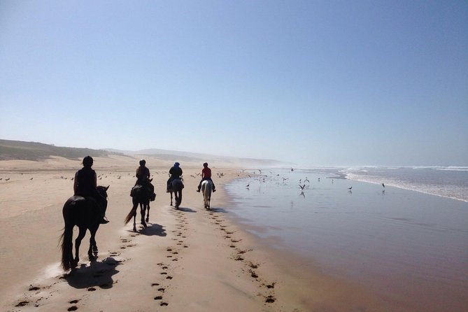 2 hours horse ride beach and dunes in Essaouira Morocco - Choosing the right horse and guide