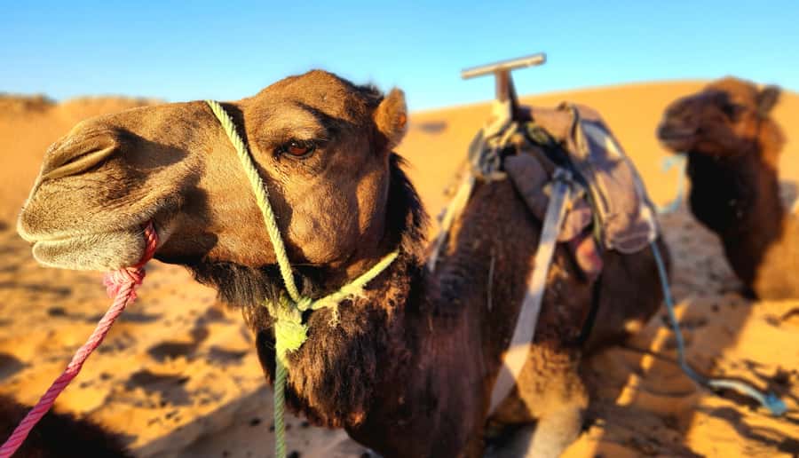 3-Day Desert Adventure: Ouarzazate to Merzouga - From Ouarzazate to the Road of the Thousand Kasbahs