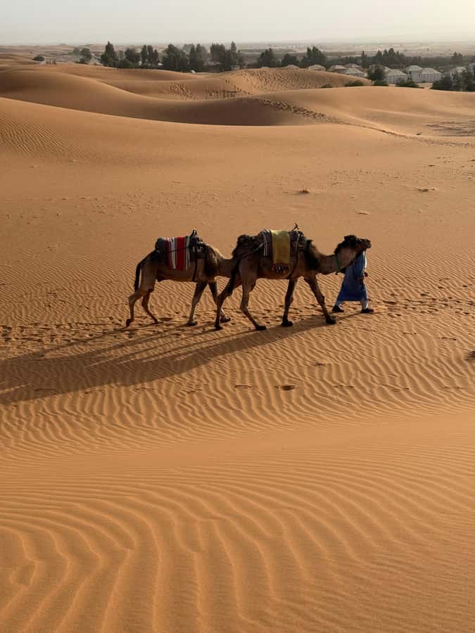 3-Day luxury Adventure: Marrakech to Merzouga incl.Quad/show - Guides, Drivers, and Group Size