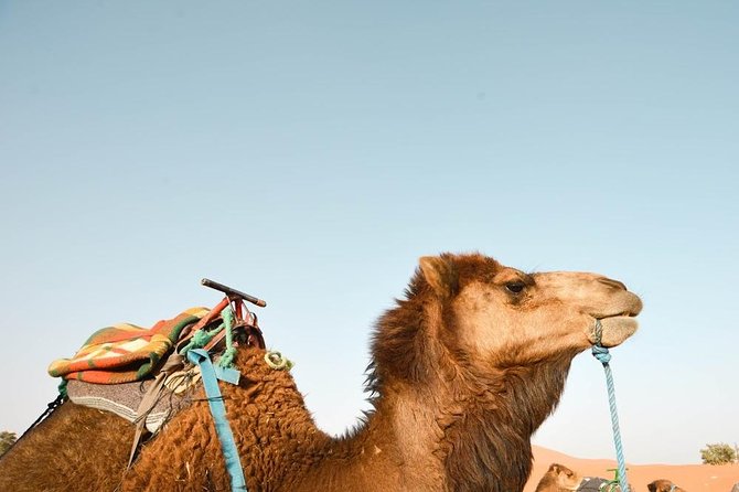 3 Days Desert Tour from Fes to Marrakech via Merzouga - Is $801.40 per person a fair price?