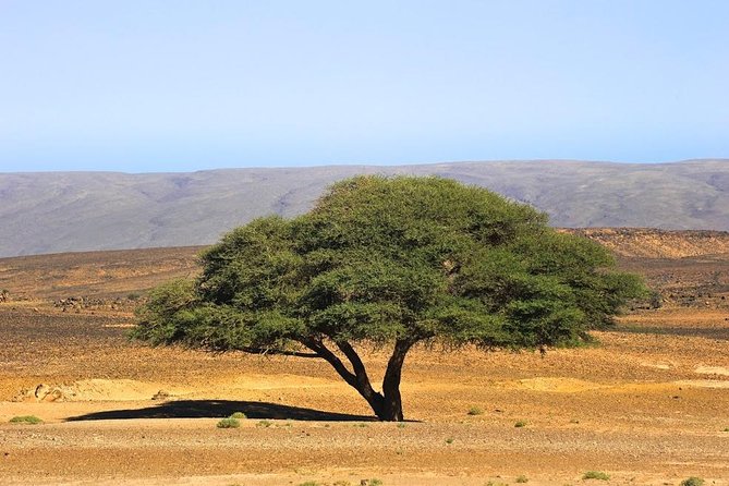 3 Days From Marrakech To Erg Chigaga - The guides are a major part of the value