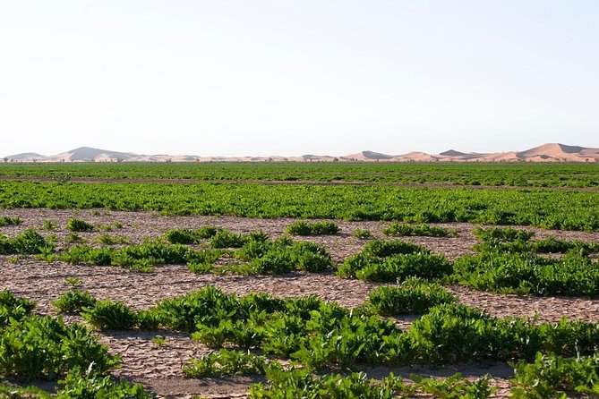 3 Days From Marrakech To Erg Chigaga - Who should choose this trip?