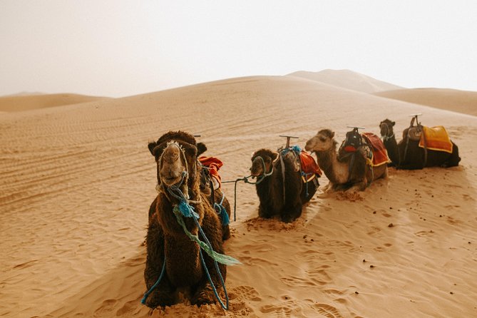3-Days Sahara Desert Tour from Fez to Marrakech - Roses, palms, and the Road of a Thousand Kasbahs