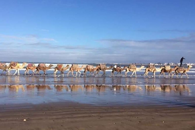 3-hour camel ride at sunset - Key things to know before you book