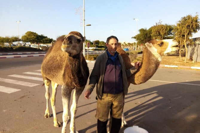 3-hour camel ride at sunset - Guide service and the private format