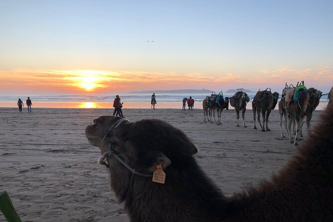 3-hour camel ride at sunset - Who will enjoy this ride most
