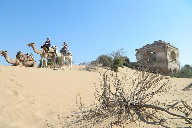 3 hours Camel Ride in Essaouira, beach and dunes - Why this camel ride fits Essaouira so well