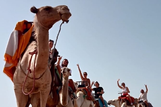3 hours Camel Ride in Essaouira, beach and dunes - Beyond the beach, dunes and coastal countryside