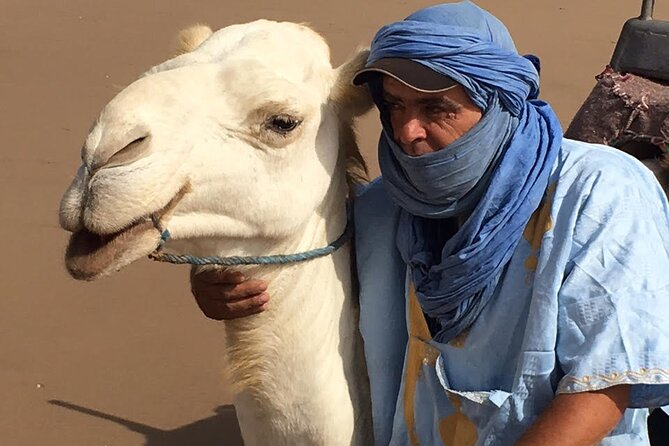 3 hours Camel Ride in Essaouira, beach and dunes - Comfort, care, and the way the camels are treated