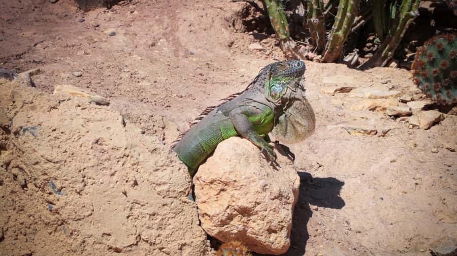 Agadir: Agadir Crocodile Park Adventure - Key points to know before you go