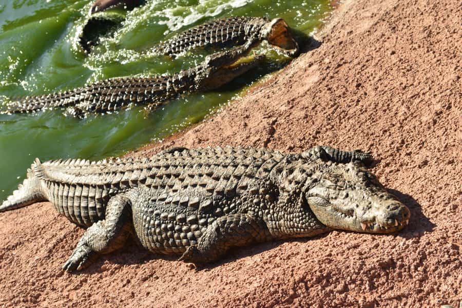 Agadir: Agadir Crocodile Park Adventure - From Agadir hotel pickup to the crocodile park