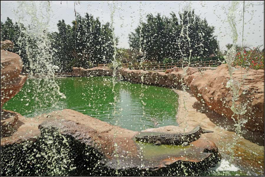 Agadir: Agadir Crocodile Park Adventure - Beyond the crocodiles: snakes, tortoises, and iguanas