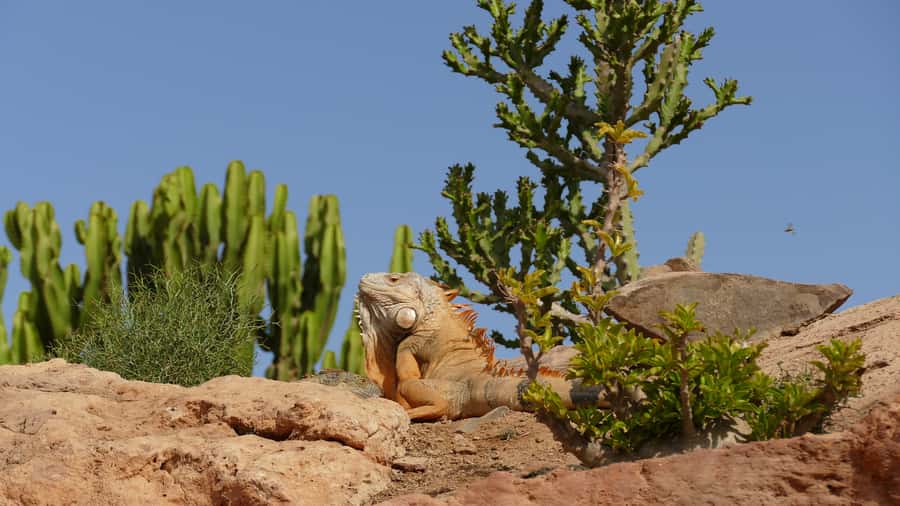 Agadir: Agadir Crocodile Park Adventure - Making the most of your two hours
