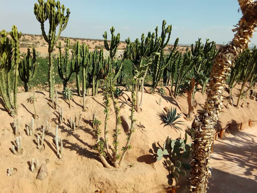 Agadir: Agadir Crocodile Park Adventure - Adding a camel ride, quad bike, or Agadir city tour
