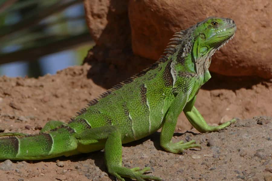 Agadir: Agadir Crocodile Park Adventure - The giant crocodile entrance