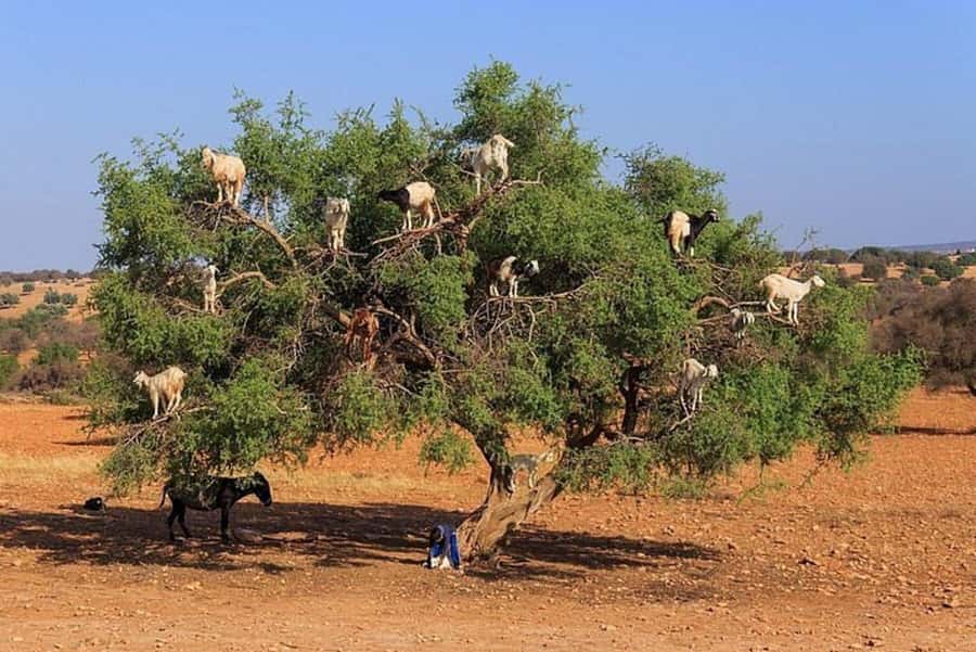 Agadir: Agafay Desert Quad Biking With Goats On The Tree - Two hours across Agafay’s dusty tracks