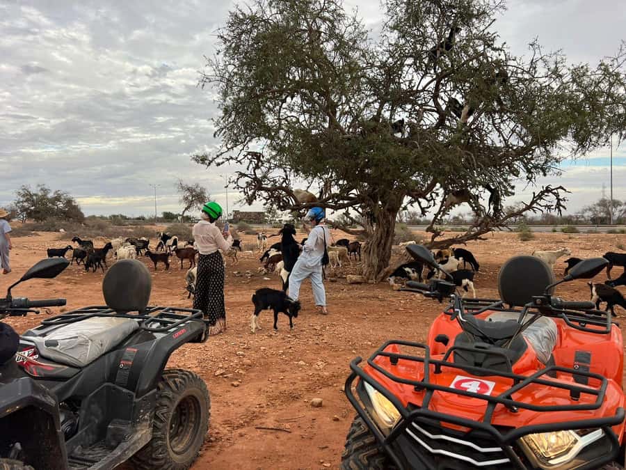 Agadir: ATV Quad Biking and Goats On Argan Trees with Tea - Who should book this Agadir adventure?