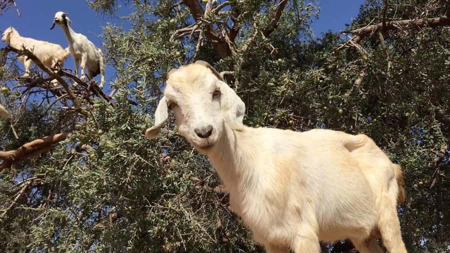 Agadir: ATV Quad Biking and Goats On Argan Trees with Tea - Two hours through dusty, rocky ground