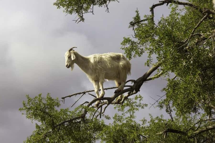 Agadir: ATV Quad Biking and Goats On Argan Trees with Tea - How safe and suitable is the ride?