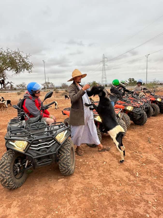 Agadir: ATV Quad Biking and Goats On Argan Trees with Tea - The real value of $19