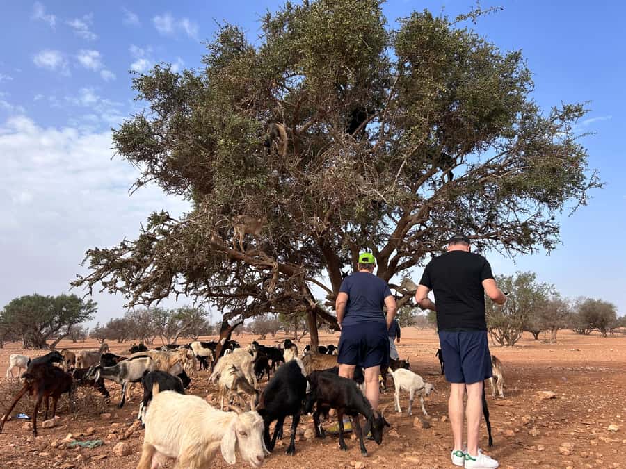 Agadir: Cable Car, Crocopark, and Goats on Trees Tour - The best parts at a glance