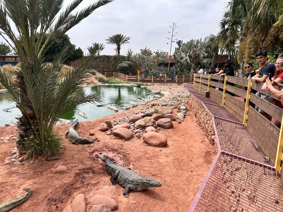 Agadir: Cable Car, Crocopark, and Goats on Trees Tour - The value of $76 per person