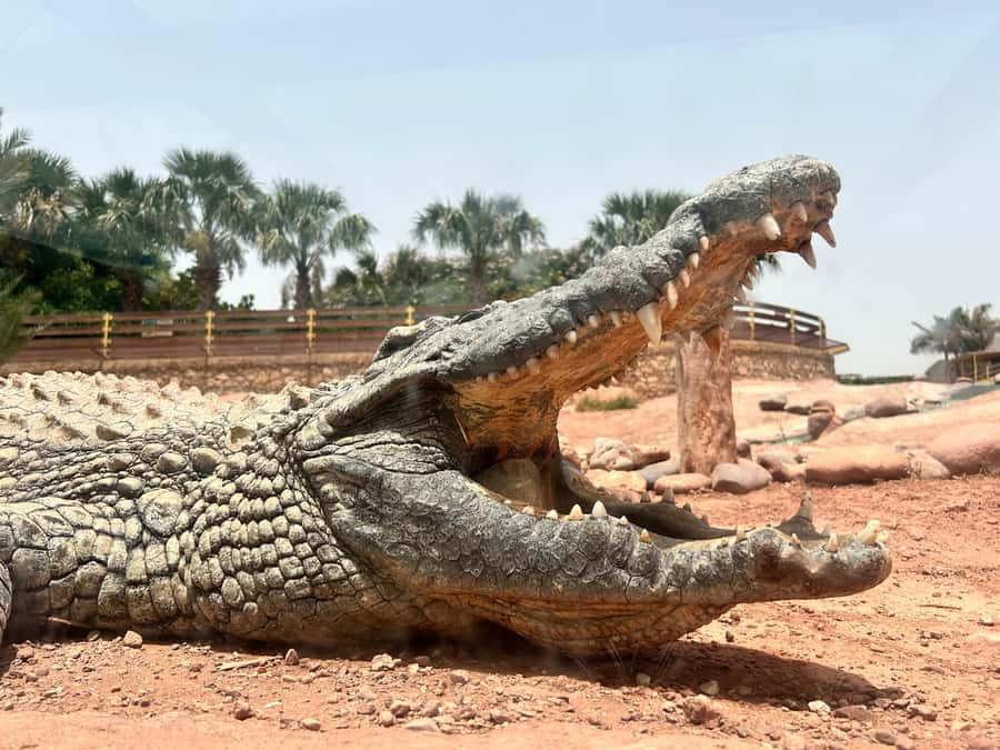 Agadir: Cable Car, Crocopark, and Goats on Trees Tour - How much time you really get