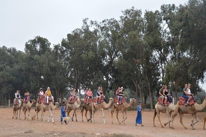 Agadir Camel Ride Experience - Eucalyptus groves and the road to the river