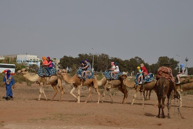 Agadir Camel Ride Experience - What the $42.97 price really buys you