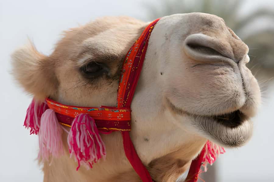 Agadir: Camel Ride Experience With Dinner Option - Riding beside the eucalyptus trees