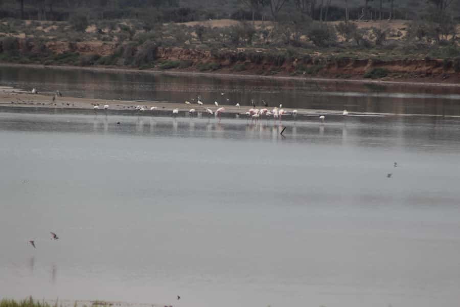 Agadir Camel Ride Flamingo River & BBQ Dinner - The four details that matter most