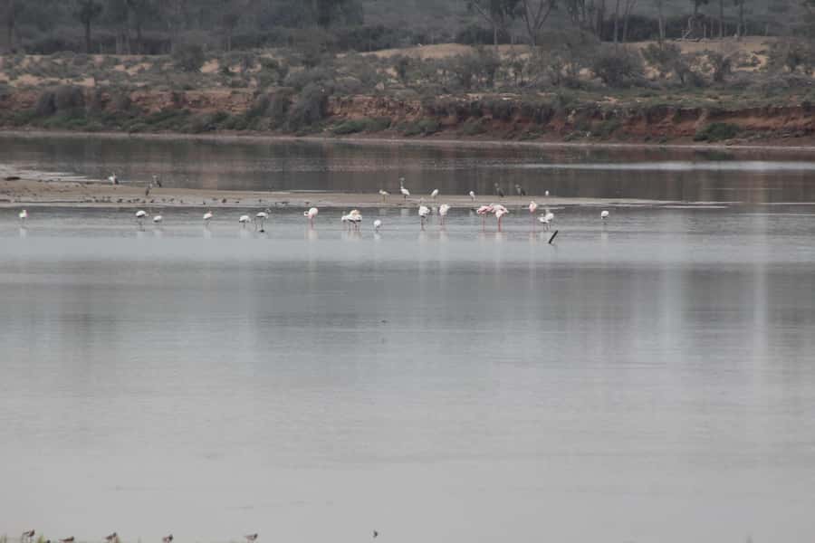 Agadir Camel Ride Flamingo River & BBQ Dinner - Reaching Oued Souss, the Flamingo River