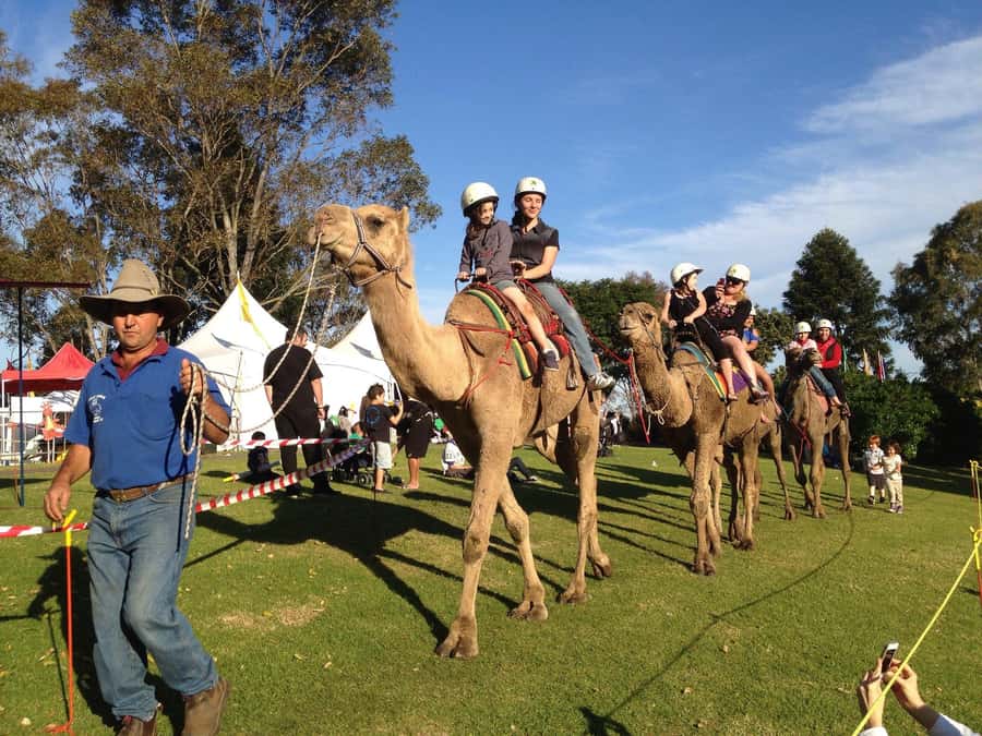 Agadir Camel Ride Flamingo River & BBQ Dinner - Who will enjoy this Agadir outing?