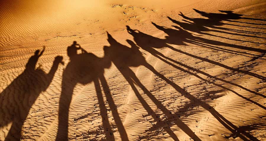 Agadir: Camel Ride With Tea - The Eucalyptus Trees and Souss River Setting