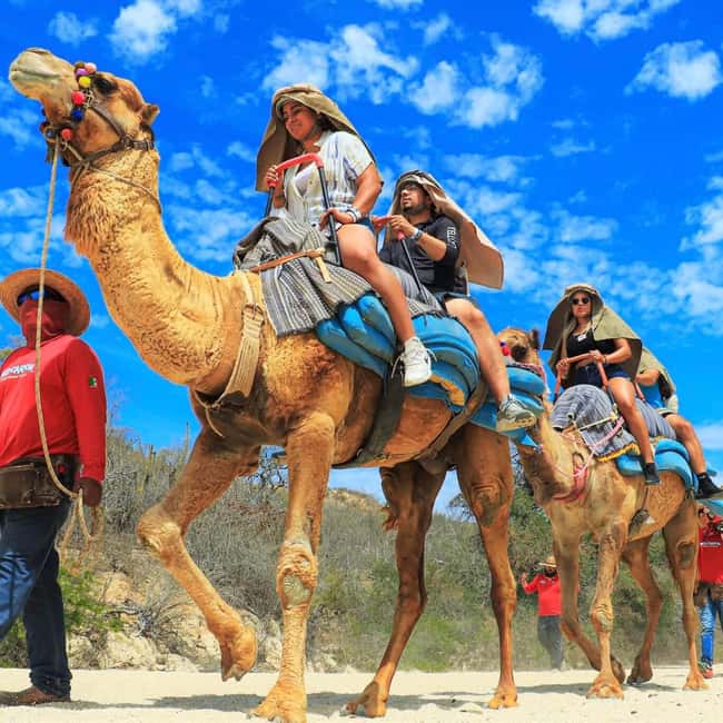 Agadir: Camel Ride With Tea & BBQ Dinner Option - Eucalyptus Trees, River Views, and Possible Flamingos