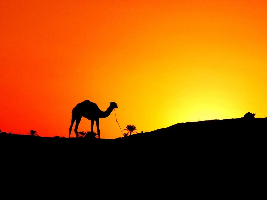 Agadir: Camel Ride With Tea & BBQ Dinner Option - Who Will Enjoy This Agadir Camel Ride?