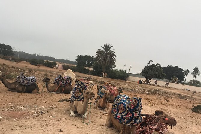 Agadir Camel Riding - Pickup is convenient, but confirm the boundary