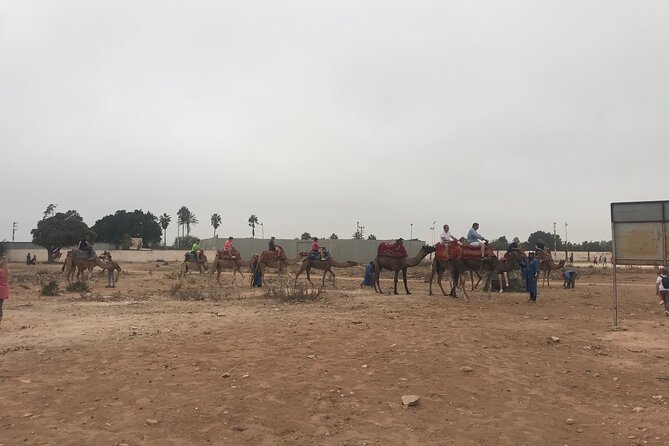 Agadir Camel Riding - Price and what you receive for $23.26