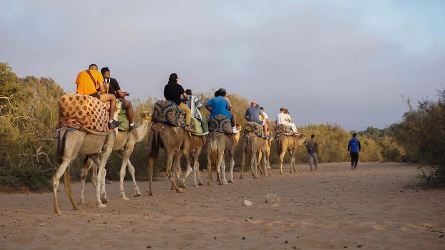 Agadir: Camel Riding Tour with Tea Drink - Who will enjoy this experience most
