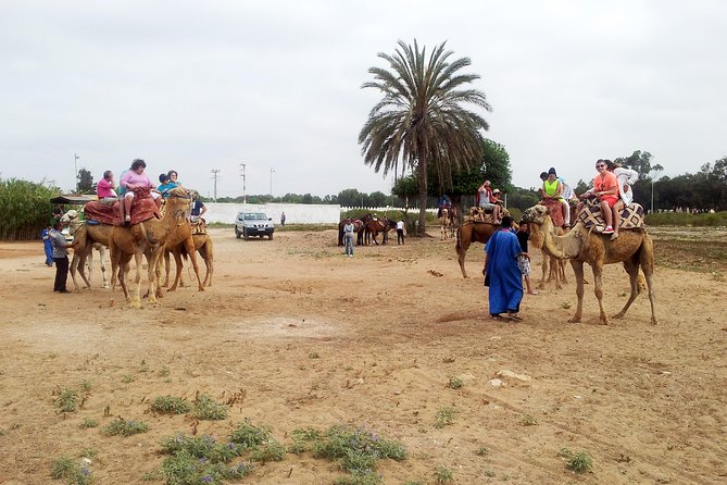 Agadir Camel Riding - Reaching the Oued Souss and bird country
