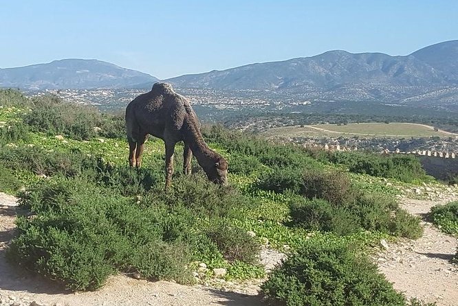 Agadir city tour from riu palace tikida taghazout - Mohamed V Mosque: a brief architectural stop