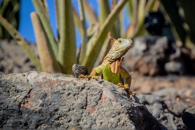 Agadir Crocodile Park Adventure - Why Crocoparc makes a good Agadir day trip