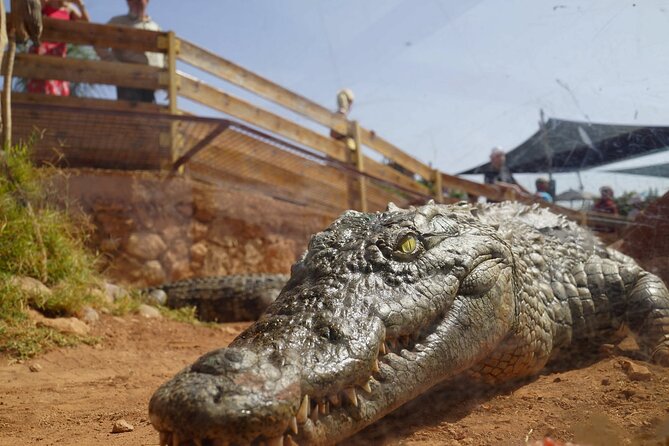 Agadir Crocodile Park Adventure - A practical look at the transport