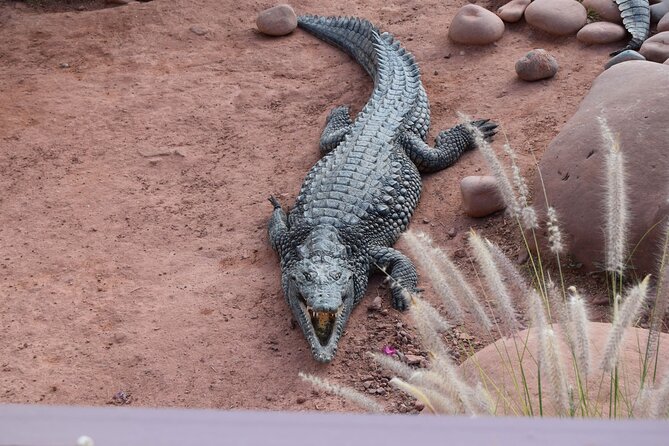 Agadir Crocodile Park Adventure - The park’s strongest features