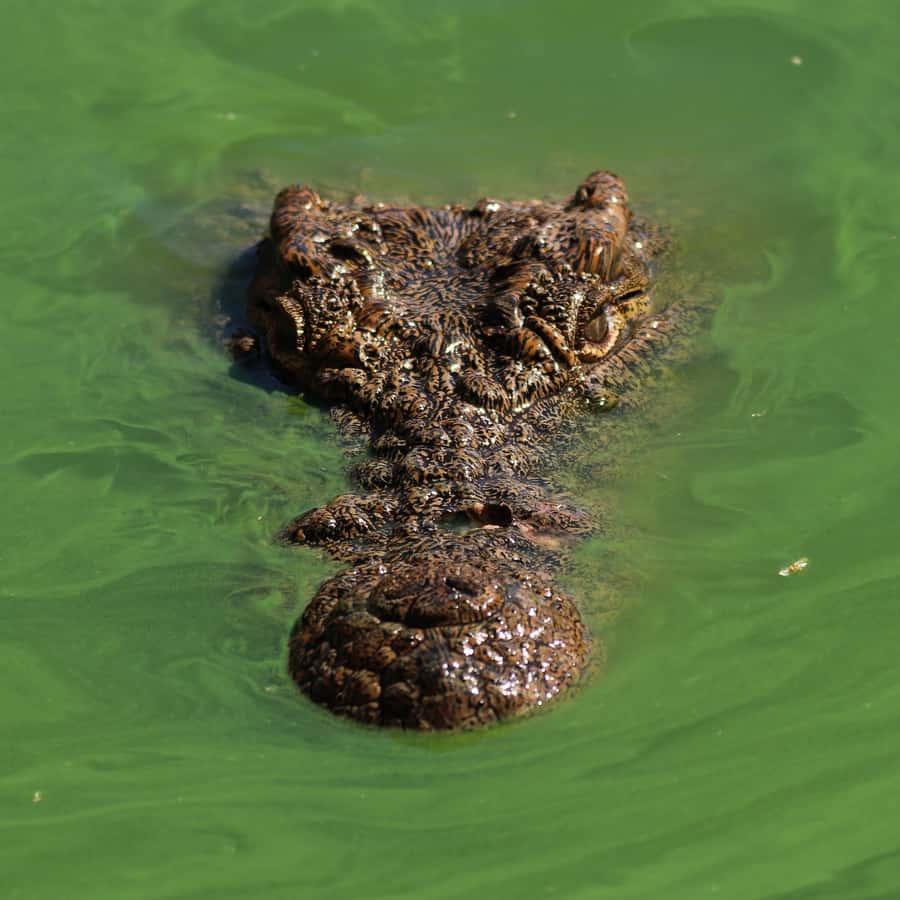 Agadir: Crocoparc Entry Ticket with Transfers, Guide, & Tea - From your Agadir hotel to Crocoparc