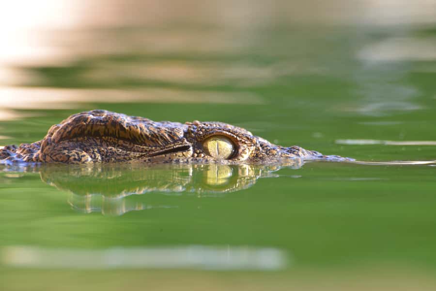 Agadir: Crocoparc Skip-the-Line Entry Ticket - Entering through the giant crocodile mouth